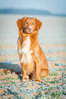 sitzender Nova Scotia Duck Tolling Retriever