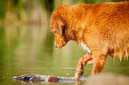 Nova Scotia Duck Tolling Retriever