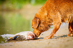 Nova Scotia Duck Tolling Retriever