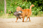 rennender Nova Scotia Duck Tolling Retriever