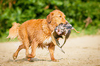 rennender Nova Scotia Duck Tolling Retriever