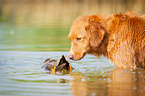 Nova Scotia Duck Tolling Retriever