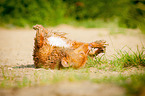 Nova Scotia Duck Tolling Retriever wlzt sich