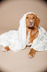 liegender Nova Scotia Duck Tolling Retriever