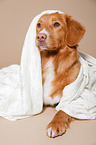 liegender Nova Scotia Duck Tolling Retriever