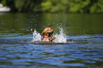schwimmender Nova Scotia Duck Tolling Retriever