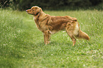 Nova Scotia Duck Tolling Retriever