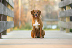 sitzender Nova Scotia Duck Tolling Retriever