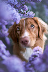 Nova Scotia Duck Tolling Retriever Portrait