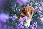 Nova Scotia Duck Tolling Retriever Portrait