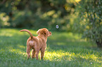 Nova Scotia Duck Tolling Retriever Welpe