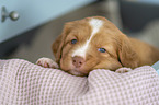 Nova Scotia Duck Tolling Retriever Welpe