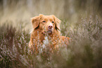 Nova Scotia Duck Tolling Retriever Portrait