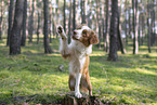 Nova Scotia Duck Tolling Retriever Hndin