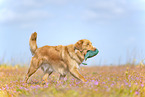 Nova Scotia Duck Tolling Retriever drauen