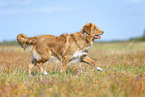 Nova Scotia Duck Tolling Retriever drauen