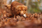 Nova Scotia Duck Tolling Retriever im Herbst