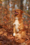 Nova Scotia Duck Tolling Retriever im Herbst