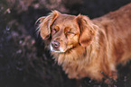 Nova Scotia Duck Tolling Retriever