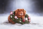 Nova Scotia Duck Tolling Retriever