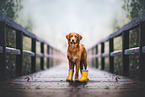 Nova Scotia Duck Tolling Retriever