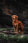 Nova Scotia Duck Tolling Retriever