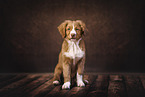 Nova Scotia Duck Tolling Retriever Welpe