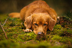 Nova Scotia Duck Tolling Retriever