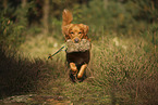 Nova Scotia Duck Tolling Retriever