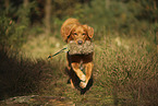 Nova Scotia Duck Tolling Retriever