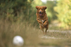 Nova Scotia Duck Tolling Retriever