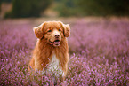 Nova Scotia Duck Tolling Retriever