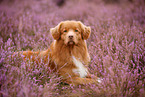 Nova Scotia Duck Tolling Retriever