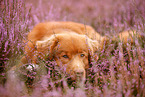 Nova Scotia Duck Tolling Retriever