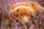 Nova Scotia Duck Tolling Retriever
