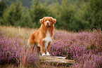 Nova Scotia Duck Tolling Retriever