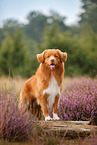 Nova Scotia Duck Tolling Retriever
