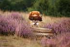 Nova Scotia Duck Tolling Retriever