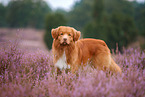Nova Scotia Duck Tolling Retriever