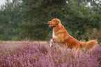 Nova Scotia Duck Tolling Retriever