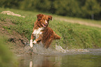 Nova Scotia Duck Tolling Retriever