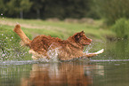 Nova Scotia Duck Tolling Retriever