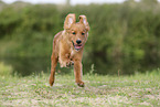 Nova Scotia Duck Tolling Retriever