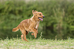 Nova Scotia Duck Tolling Retriever