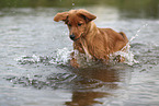 Nova Scotia Duck Tolling Retriever