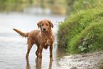 Nova Scotia Duck Tolling Retriever