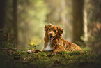 Nova Scotia Duck Tolling Retriever