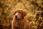 Nova Scotia Duck Tolling Retriever