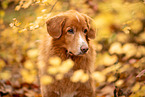 Nova Scotia Duck Tolling Retriever