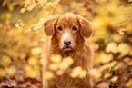Nova Scotia Duck Tolling Retriever